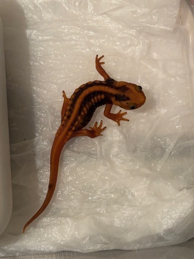 ミナミイボイモリ