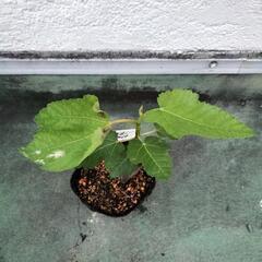イチジク苗【ハニードロップ】味は、蜜のようにとろける食感と甘さが特徴です。の画像