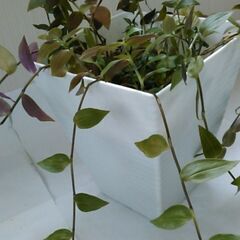 観葉植物の画像
