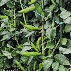 【高発芽率】【無農薬】そら豆の種30粒の画像