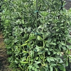 【高発芽率】【無農薬】そら豆の種30粒の画像