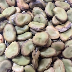 【高発芽率】【無農薬】そら豆の種30粒の画像