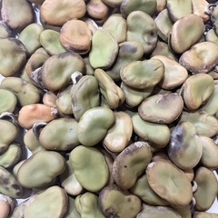 【高発芽率】【無農薬】そら豆の種50粒の画像
