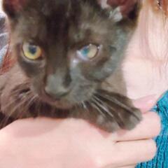 2025/08/13の写真　ブラックソリッド　メス　猫風邪…