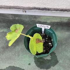 イチジク苗【LSUゴールド】│A│果実は平たく30g～50gくらいの大きさで、果皮は黄緑～黄金色で熟すと茶色の斑点が生じ、果肉はピンクに近い琥珀色です。 味は、蜂蜜のような甘い香りがして非常に人気があります。の画像