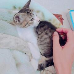写真は2025/08/13のものです　ブラウンマッカレルタビー　マスクアンドマントル　オス − 三重県