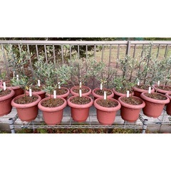 【植物】オリーブ苗 2年生 6品種の画像