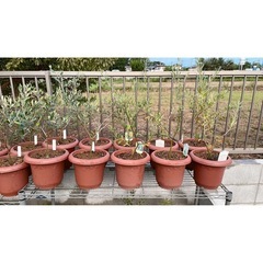 【植物】オリーブ苗 2年生 6品種の画像