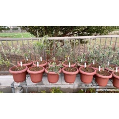 【植物】オリーブ苗 2年生 6品種の画像