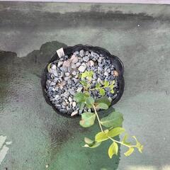 モンゴメリーの画像