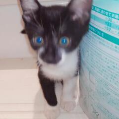 写真は2025/08/13のものです　マスクアンドマントル　メス　の画像