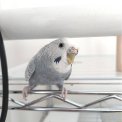 セキセイインコ　里親募集