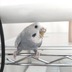 ランキングキーワードに紐づく投稿画像-インコ