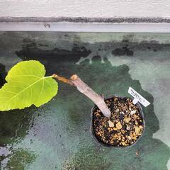 イチジク苗【パスティリエ】│B│糖度は約30度と甘くて、フルーティーな風味が感じられる美味しいイチジクです。の画像