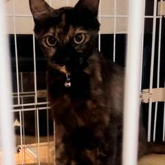 ♀2歳♥️穏やか母さんのチロルちゃん