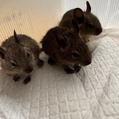 デグーの子ども