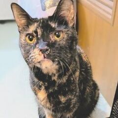 ★譲渡会あります★　ちょ〜甘えん坊のサビちゃん♪