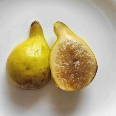 イチジク苗【LSUエバービーリング】│D│果実はとても甘く、素朴な味わいで、蜂蜜に似たイチジクの蜜がたくさん出ることから、ハニーイチジクと呼ばれています。の画像