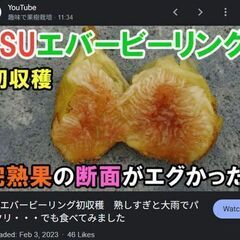 イチジク苗【LSUエバービーリング】│D│果実はとても甘く、素朴な味わいで、蜂蜜に似たイチジクの蜜がたくさん出ることから、ハニーイチジクと呼ばれています。の画像