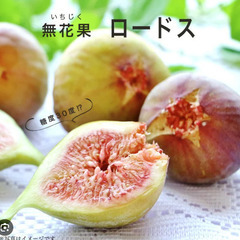 イチジク苗【ロードス】│B│極甘豊産品種で、非常に美味で樹勢が強いです！の画像