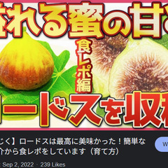 イチジク苗【ロードス】│C│極甘豊産品種で、非常に美味で樹勢が強いです！の画像