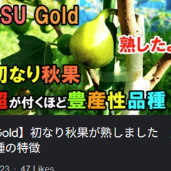 イチジク苗【LSUゴールド】│A│果実は平たく30g～50gくらいの大きさで、果皮は黄緑～黄金色で熟すと茶色の斑点が生じ、果肉はピンクに近い琥珀色です。 味は、蜂蜜のような甘い香りがして非常に人気があります。の画像