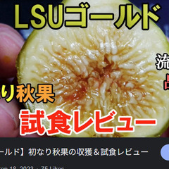 イチジク苗【LSUゴールド】│B│果実は平たく30g～50gくらいの大きさで、果皮は黄緑～黄金色で熟すと茶色の斑点が生じ、果肉はピンクに近い琥珀色です。 味は、蜂蜜のような甘い香りがして非常に人気があります。の画像