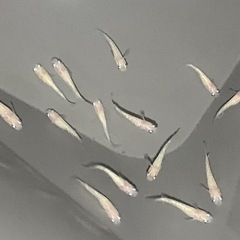 ［メダカ］ピンクサファイア15匹の画像