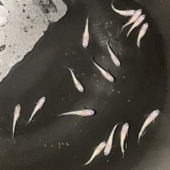 ［メダカ］ピンクサファイア15匹の画像