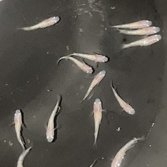 ［メダカ］ピンクサファイア15匹の画像
