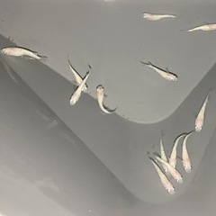 ［メダカ］ピンクサファイア15匹の画像