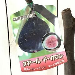 イチジク苗【ヌアールドカロン】大きめ不織布ポット付き│C│強い甘味（最高糖度30度以上）と濃厚な風味、ねっりとした食感で、雨にも強く裂果しない特徴があり、最も甘い優良品種で樹上のケーキとも呼ばれています。 黒いダイヤと呼ばれるビオレソリエスと並び幻のいちじくと呼ばれます。着果が極めて少ないため市場出荷用経済栽培は困難な為、個人の栽培には最高の品種です。の画像