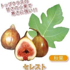 イチジク苗【セレスト】│B│味は糖度18度と高く、ねっとりとした濃厚な食感でとても美味しいです。桃フレーバーと感じる日本人も多いです。の画像