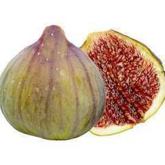 イチジク苗【セレスト】│B│味は糖度18度と高く、ねっとりとした濃厚な食感でとても美味しいです。桃フレーバーと感じる日本人も多いです。の画像