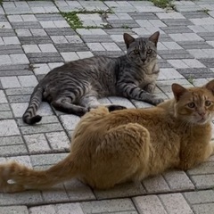 【譲ってください】猫の捕獲機（捕獲器）を探していますの画像