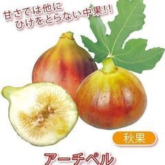 イチジク苗【アーチペル 】│B│ 糖度最高クラスで、とろけるような甘さが楽しめます。 皮が薄いので皮のままでも食べられる品種です。の画像