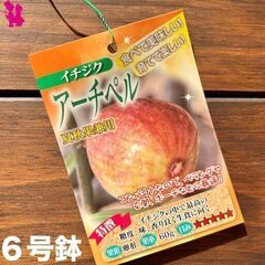 イチジク苗【アーチペル 】│B│ 糖度最高クラスで、とろけるような甘さが楽しめます。 皮が薄いので皮のままでも食べられる品種です。の画像