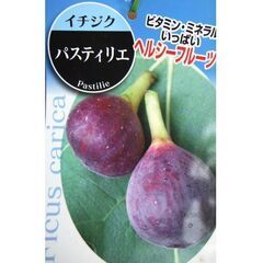 イチジク苗【パスティリエ】│B│糖度は約30度と甘くて、フルーティーな風味が感じられる美味しいイチジクです。の画像