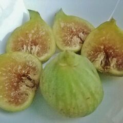 イチジク苗【ブランシュ ダルジャンテイユ】味は超濃厚な蜂蜜！の画像