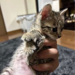１か月半キジオス君！
