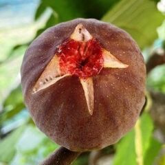 イチジク苗【ハニードロップ】味は、蜜のようにとろける食感と甘さが特徴です。の画像