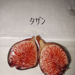 イチジク苗【タザン】アフリカ系いちじく  黒系赤味のゼリー質の画像