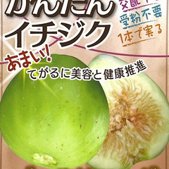 イチジク苗【ゴールドフィグ】日本でしか出回っていない正体不明種ですが、とても甘いイチジクです。の画像