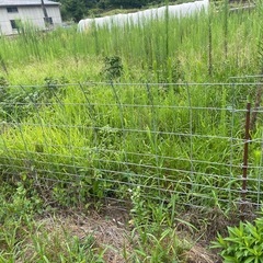 今週限定価格💐祖父👴の盆栽園と畑、閉鎖します‼️いのししくん対策の柵の画像