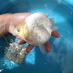 金魚　玉サバ　キャリコ玉サバ　水槽の画像