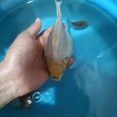金魚　玉サバ　キャリコ玉サバ　水槽の画像