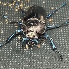 ドウイロクワガタ ペア ♂32㎜ ♀ﾌﾘｰの画像