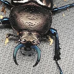ドウイロクワガタ ペア ♂32㎜ ♀ﾌﾘｰの画像