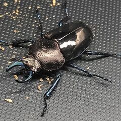 ドウイロクワガタ ペア ♂32㎜ ♀ﾌﾘｰの画像