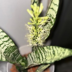 ♡空気清浄効果があるｻﾝｾﾍﾞﾘｱ・ｾﾞﾗﾆｶ♡花が咲きました✿.•の画像